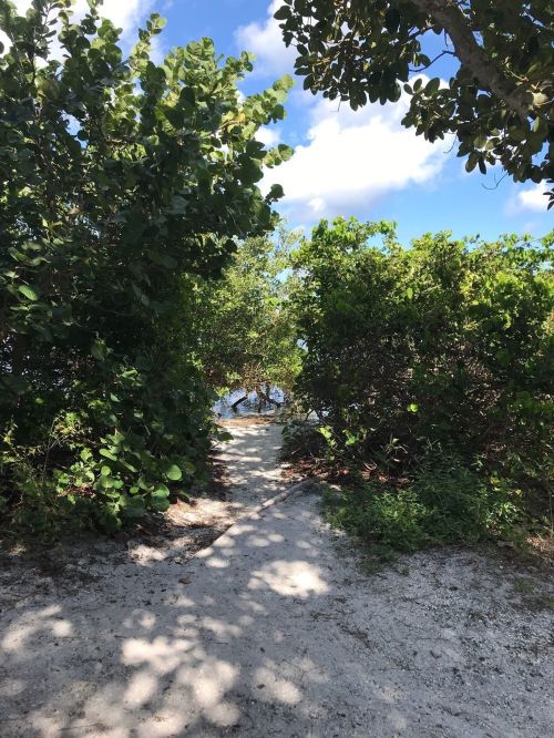 A sandy path leads through lush greenery to a serene water view under a bright blue sky.