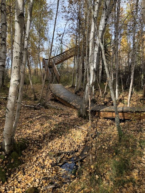 A wooden bridge surrounded by birch trees and fallen leaves in a serene forest setting.