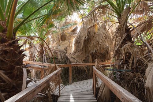 A wooden boardwalk winds through dense palm trees and foliage, leading into a lush, green environment.