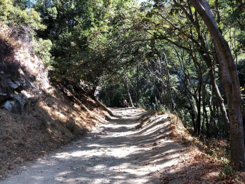 A winding dirt path through a wooded area, surrounded by trees and dry foliage. Sunlight filters through the leaves.