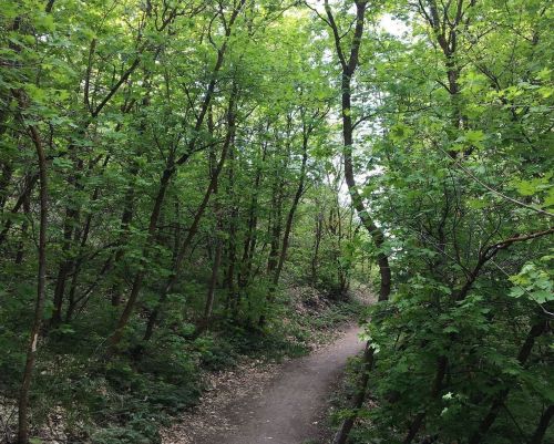 A winding dirt path through a lush green forest with dense trees on either side.