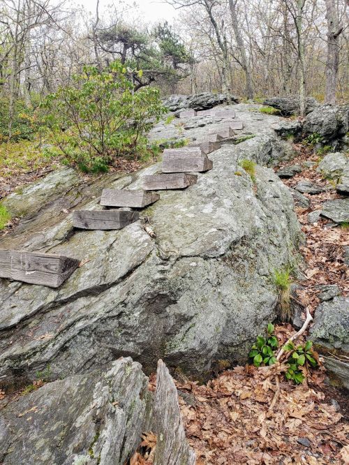 Wooden steps lead up a rocky path surrounded by trees and scattered leaves in a natural setting.