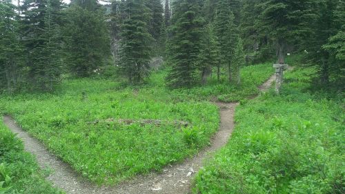 A forest path splits into two trails surrounded by lush green vegetation and tall trees.