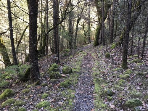A narrow dirt path winds through a lush, moss-covered forest with tall trees and scattered leaves.
