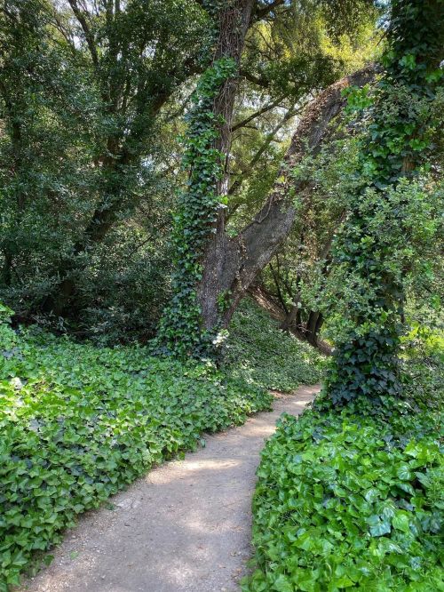 A winding dirt path surrounded by lush greenery and ivy-covered trees in a serene forest setting.