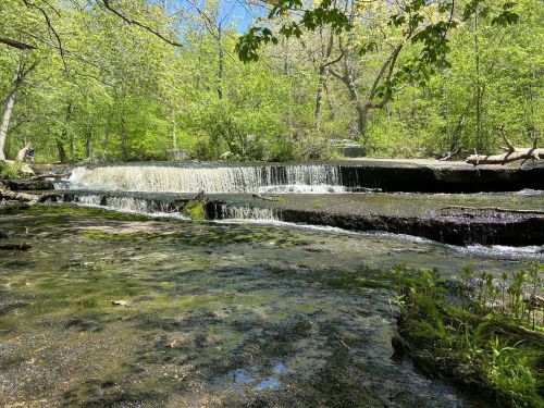 A serene forest scene featuring a small waterfall cascading over rocks, surrounded by lush green trees and foliage.