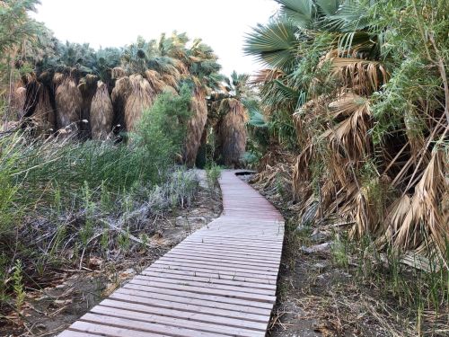 A wooden pathway winds through lush greenery and tall palm trees in a serene natural setting.