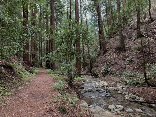 A serene forest path lined with tall trees, alongside a small stream with smooth stones.