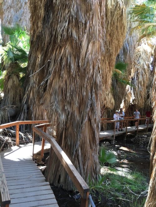 A wooden walkway winds through tall, palm-like trees with dry, frond-like leaves in a lush, tropical setting.