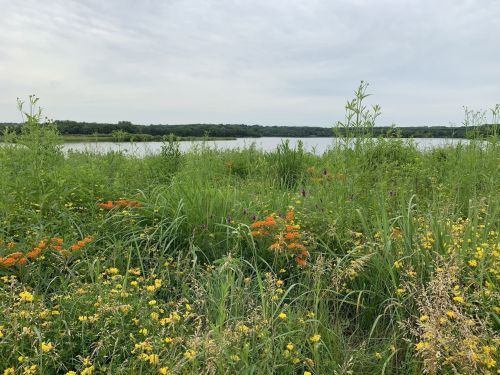 Lush green grass and wildflowers in bloom by a calm lake under a cloudy sky.