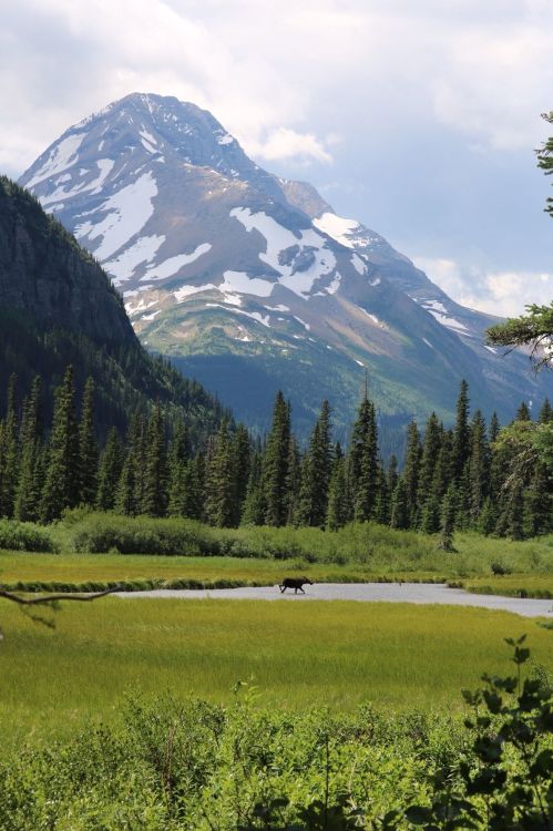 A serene landscape featuring a mountain with snow, lush green trees, and a river, with a lone animal walking in the foreground.