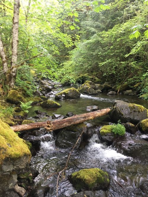 A serene forest stream flows over rocks, with moss-covered stones and lush greenery surrounding the water.
