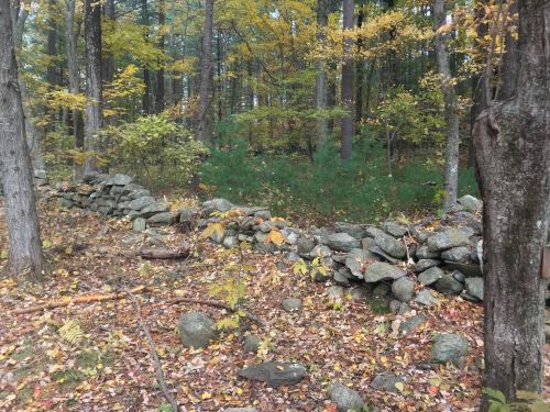 A stone wall runs through a forest with autumn leaves scattered on the ground among trees and greenery.