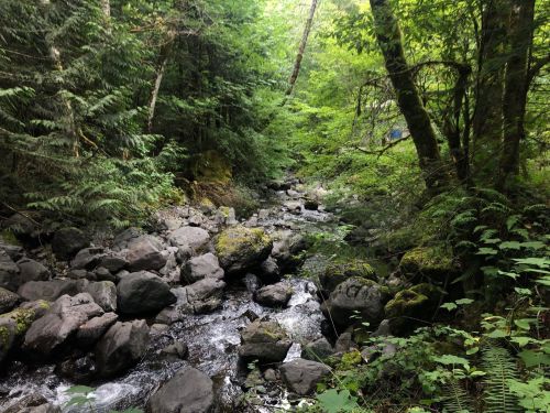 A serene forest scene featuring a rocky stream surrounded by lush green trees and foliage.