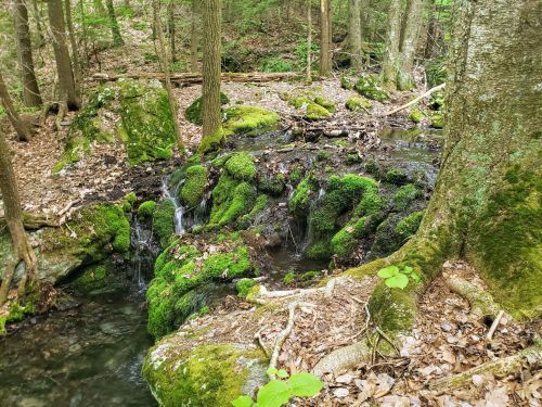 A serene forest scene featuring a moss-covered rock formation with small waterfalls and a clear stream.