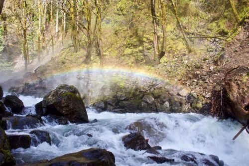 A vibrant rainbow arches over a rushing river surrounded by lush green trees and mossy rocks.