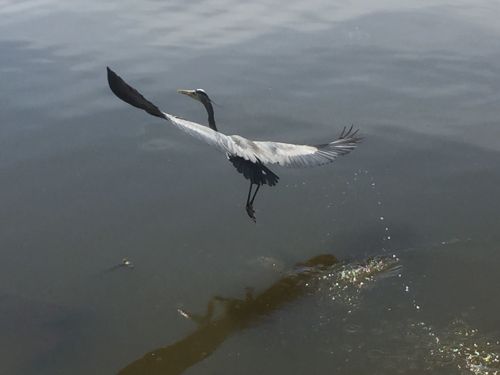 A heron in flight over water, wings spread wide, with ripples and a submerged log visible below.