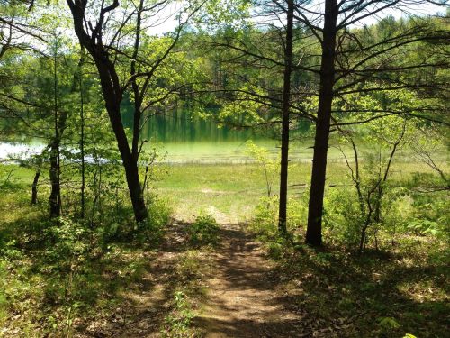 A serene path through trees leads to a calm, green lake surrounded by lush vegetation.