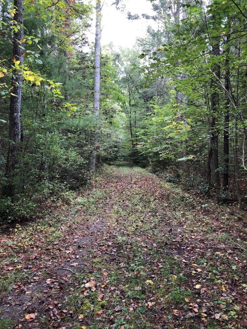 A serene forest path surrounded by trees, with fallen leaves covering the ground and dappled light filtering through.