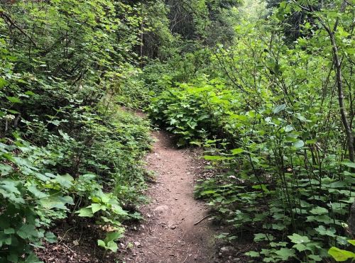 A narrow dirt path winding through lush green foliage in a forested area.