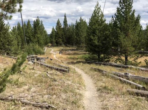 A winding dirt path through a grassy area surrounded by tall pine trees under a cloudy sky.