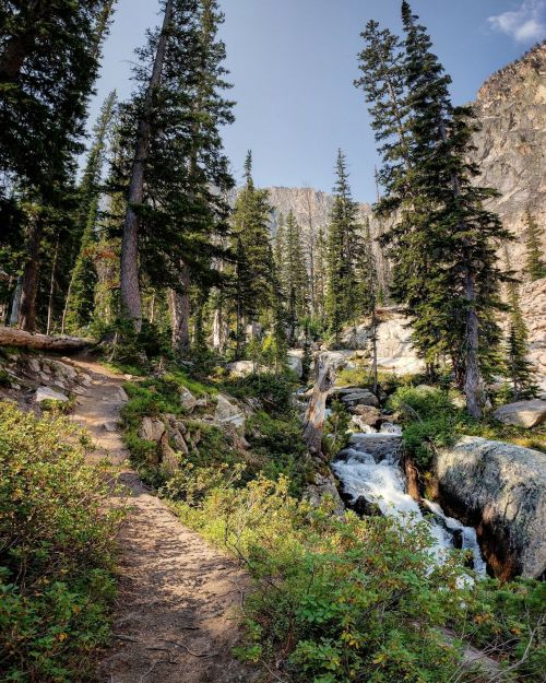 A serene forest scene with tall pine trees, a winding path, and a flowing stream surrounded by rocky terrain.