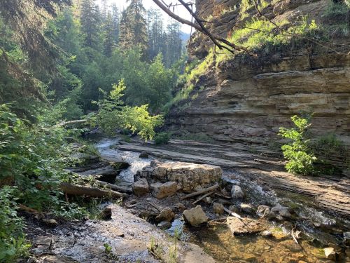 A serene forest scene with a flowing stream, rocky terrain, and lush greenery under soft sunlight.