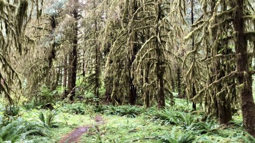 A lush forest path surrounded by tall trees draped in moss, with ferns lining the ground.