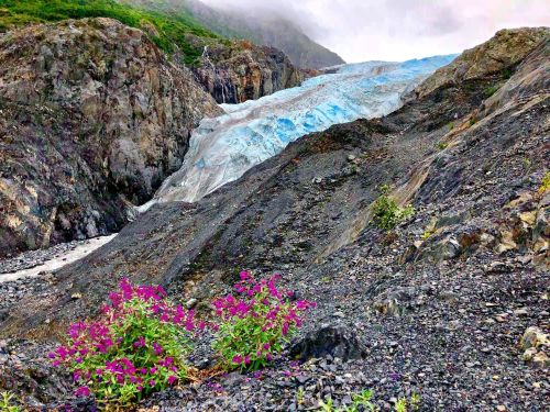 A vibrant patch of pink flowers in the foreground with a glacier and rocky terrain in the background under a cloudy sky.