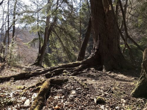A sunlit forest scene featuring a large tree with exposed roots, surrounded by greenery and fallen leaves.