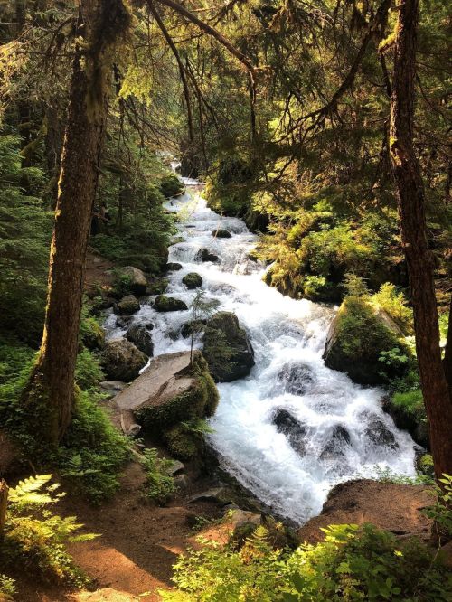 A serene forest scene featuring a rushing stream surrounded by lush greenery and moss-covered rocks.