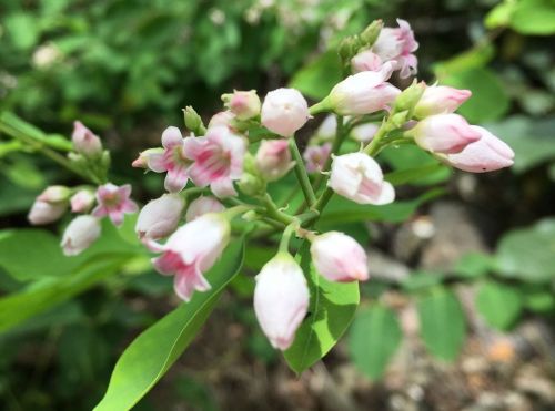 Delicate pink and white flowers bloom on a green branch, surrounded by lush foliage.