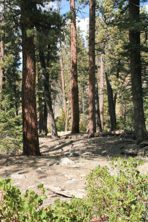 A serene forest scene with tall trees, scattered rocks, and green underbrush under a clear blue sky.