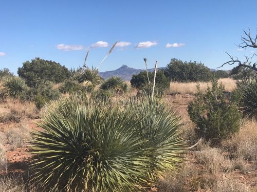 A desert landscape featuring spiky plants, dry grass, and distant mountains under a clear blue sky.