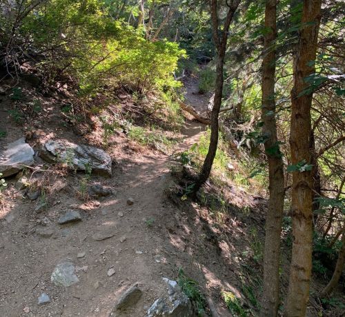 A winding dirt path through a lush forest with trees and rocks on either side. Sunlight filters through the leaves.