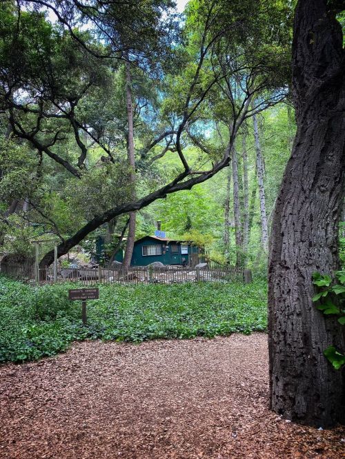 A green cabin nestled among lush trees and greenery, surrounded by a wooden fence and a path of wood chips.