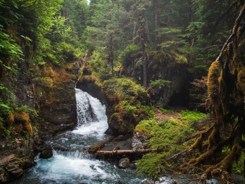 A serene forest scene featuring a cascading waterfall surrounded by lush greenery and moss-covered rocks.