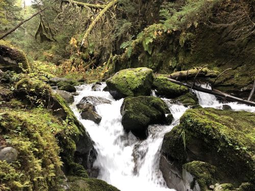 A serene stream flows over moss-covered rocks, surrounded by lush greenery and trees in a tranquil forest setting.