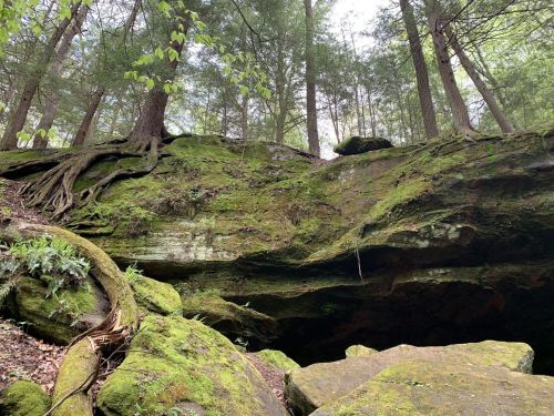A moss-covered rock formation surrounded by trees in a lush forest setting.