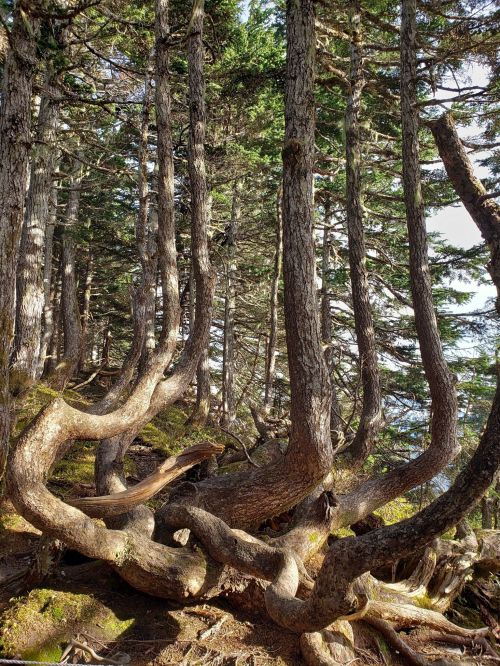 Twisted tree trunks in a dense forest, with sunlight filtering through the branches.