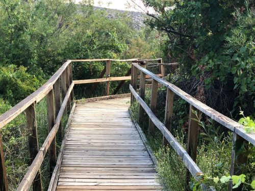 A wooden boardwalk winding through lush greenery and shrubs in a natural setting.