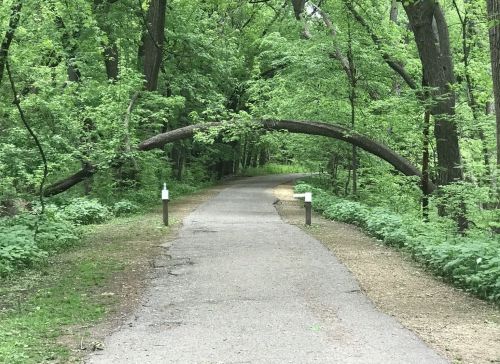 A winding path through a lush green forest, featuring a fallen tree arching over the trail.