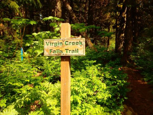 Wooden sign for Virgin Creek Falls Trail surrounded by lush green foliage in a forested area.