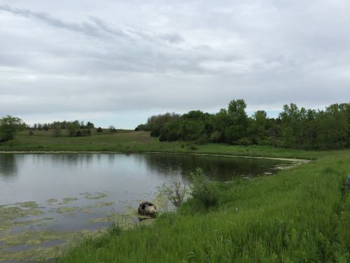 A serene pond surrounded by lush greenery and trees under a cloudy sky.