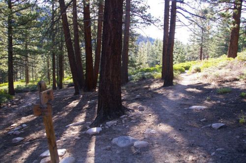 A forest path diverges among tall trees, with sunlight filtering through the branches and rocks scattered along the trail.