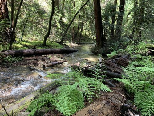A serene forest scene with a flowing stream, fallen logs, and lush ferns surrounded by tall trees.
