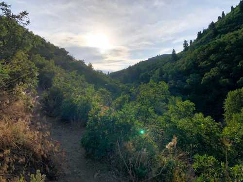 A scenic view of a lush green valley with a sunlit sky peeking through the trees.