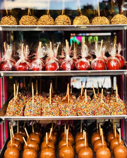 A display of caramel apples, some coated in chocolate, sprinkles, and nuts, arranged on shelves.