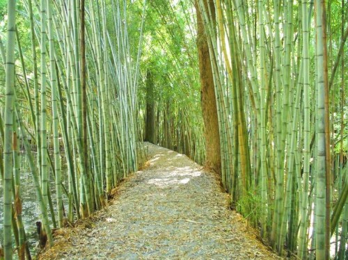 A serene path winding through tall bamboo stalks, surrounded by lush greenery and scattered leaves on the ground.