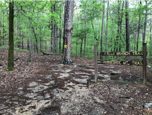 Trail sign in a forest, indicating directions to Falls Branch Trail and Horseshoe Mountain Trail amidst lush greenery.